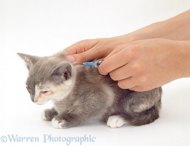 Giving antibiotic injection to Lilac-cream Burmese-cross kitten with 'cat flu' symptoms, white background
