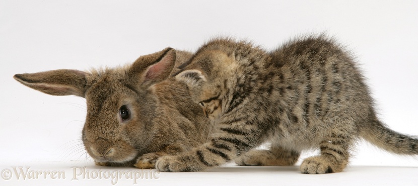 British Shorthair brown tabby female kitten with young agouti 'windmill ears' rabbit, white background