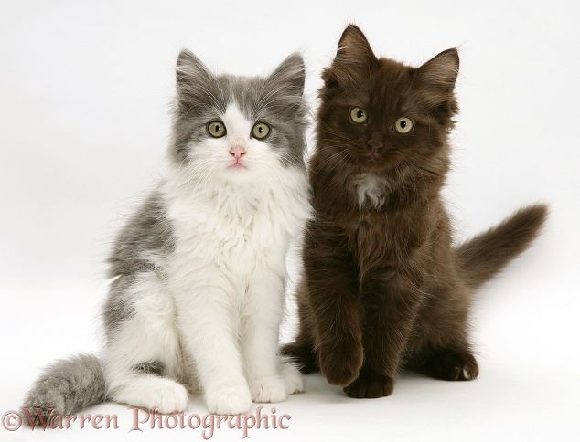 Persian-cross blue-bicolour and chocolate Nancy kittens, white background