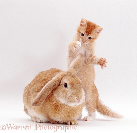 Ginger female kitten, Sabrina, playing with against a young sandy lop rabbit, white background