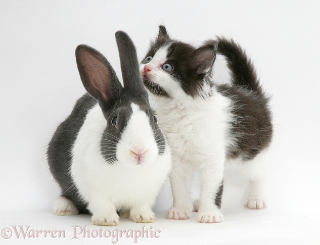 Black-and-white kitten with blue Dutch rabbit, white background