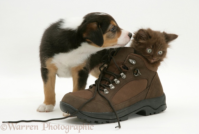 Border Collie pup and chocolate kitten, Cocoa, in a shoe, white background