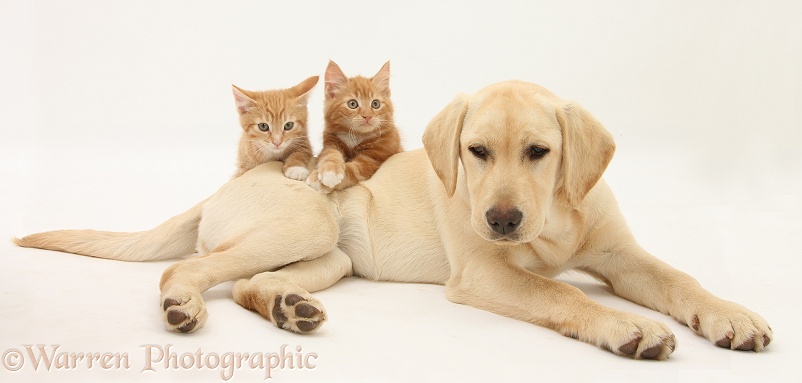 Ginger kittens, Tom and Butch, 10 weeks old, with Yellow Labrador Retriever pup, white background