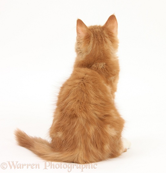 Ginger kitten, Butch, 3 months old, back view, white background