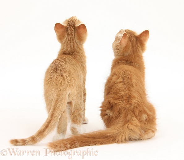 Two ginger kittens, Tom and Butch, 3 months old, back view, white background