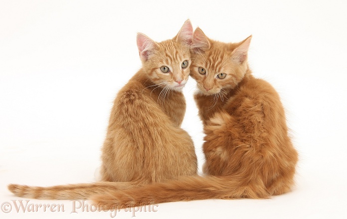 Two ginger kittens, Tom and Butch, 14 weeks old, looking over their shoulders, white background