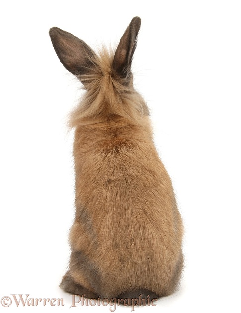 Lionhead-cross rabbit, back view, white background