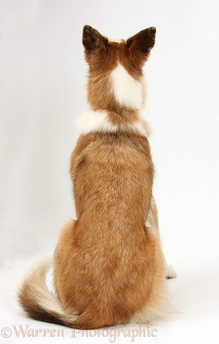 Red merle Border Collie, Zeb, sitting, back view, white background