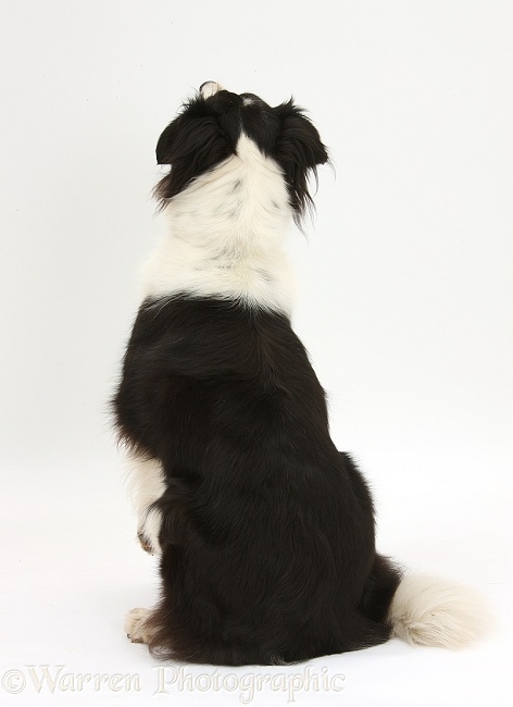Black-and-white Border Collie, Phoebe, back view, white background