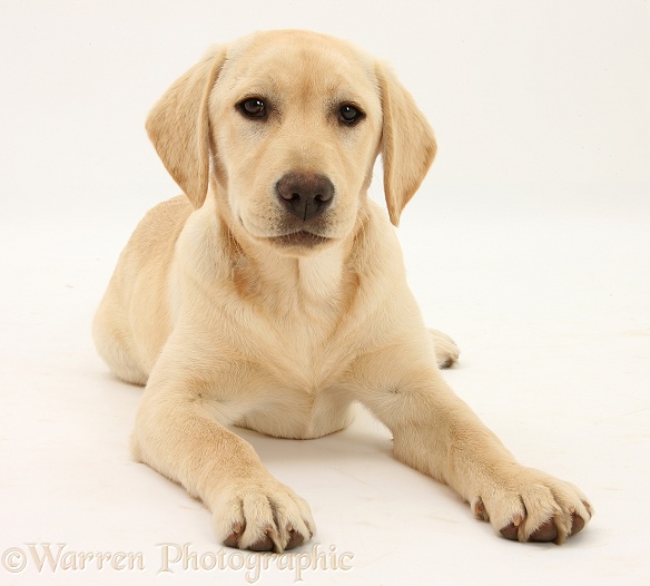 Yellow Labrador Retriever pup, 5 months old, white background