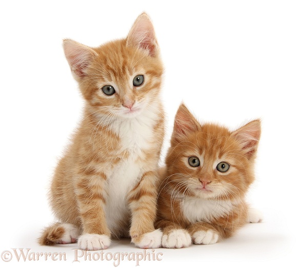Two ginger kittens, Tom and Butch, 8 weeks old, lounging together, white background