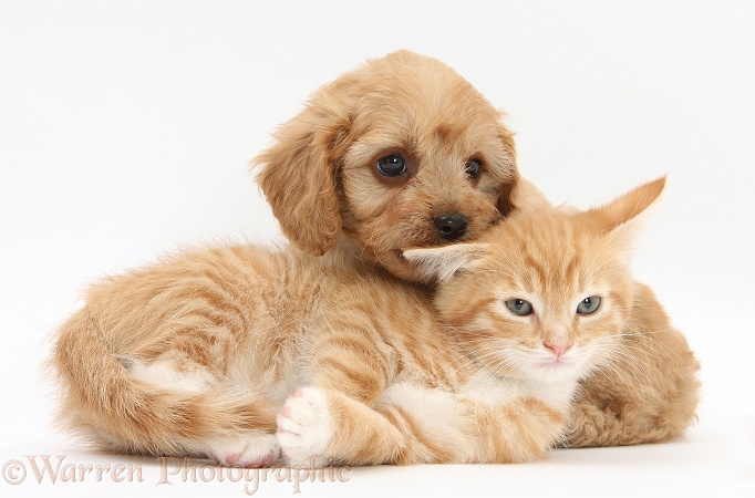 Ginger kitten, Tom, 9 weeks old, and Cavapoo pup, white background