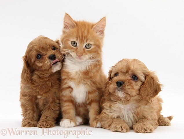 Ginger kitten, Butch, 9 weeks old, and Cavapoo pups, white background
