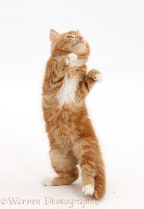 Ginger kitten, Butch, 10 weeks old, standing up, white background