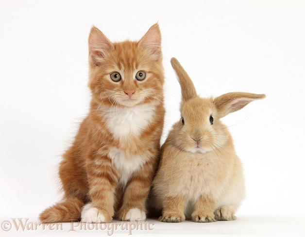 Ginger kitten, Butch, 10 weeks old, and young Sandy Lop rabbit, white background