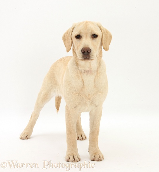 Yellow Labrador pup, 5 months old, standing, white background
