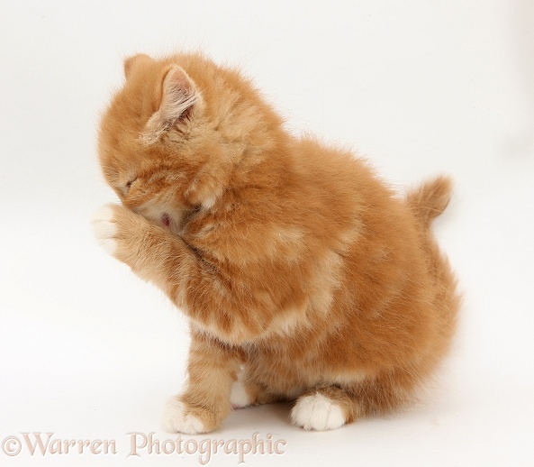Ginger kitten, Butch, 8 weeks old, washing its face, white background