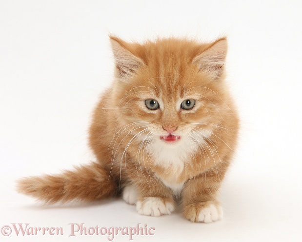 Ginger kitten, Butch, 8 weeks old, white background