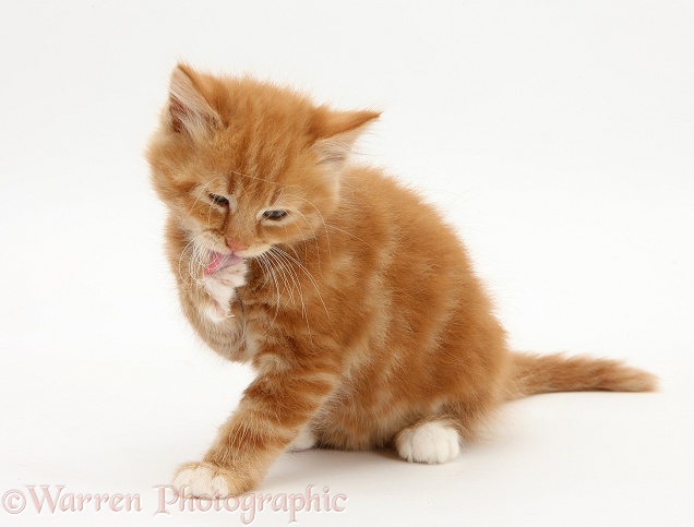 Ginger kitten, Butch, 8 weeks old, washing his face, white background