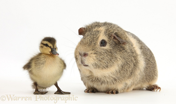 Guinea pig and Mallard duckling, white background