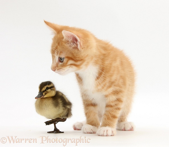 Ginger kitten, Tom, 8 weeks old, and Mallard duckling, white background