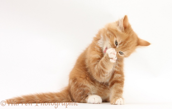 Ginger kitten, Butch, 8 weeks old, washing his a paw, white background