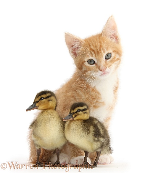 Ginger kitten, Tom, 8 weeks old, and Mallard ducklings, white background