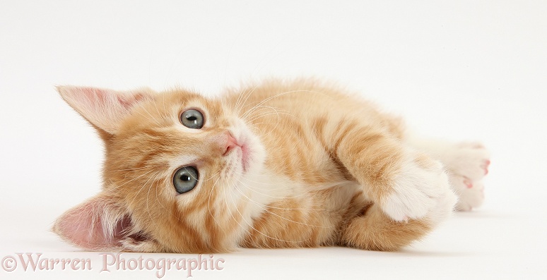 Ginger kitten, Tom, 8 weeks old, rolling playfully on his side, white background