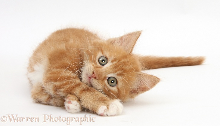 Ginger kitten, Butch, 8 weeks old, rolling playfully on his side, white background