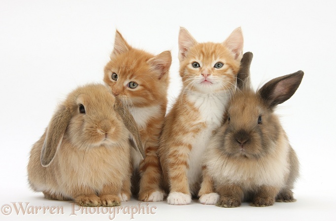 Ginger kittens, Tom and Butch, 7 weeks old, and young Lionhead-Lop rabbits, white background