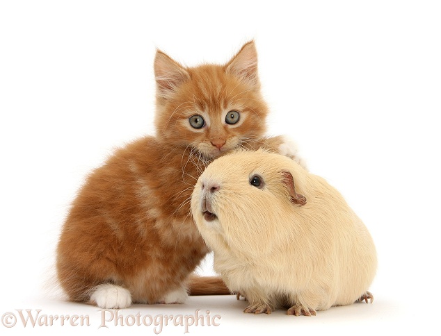 Ginger kitten, Butch, 7 weeks old, and yellow Guinea pig, white background