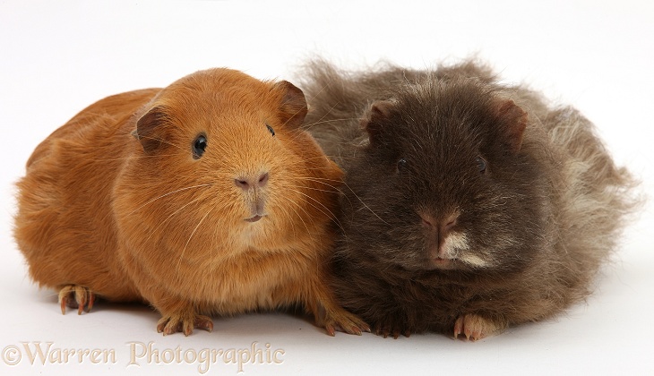 Red and shaggy Guinea pigs, white background