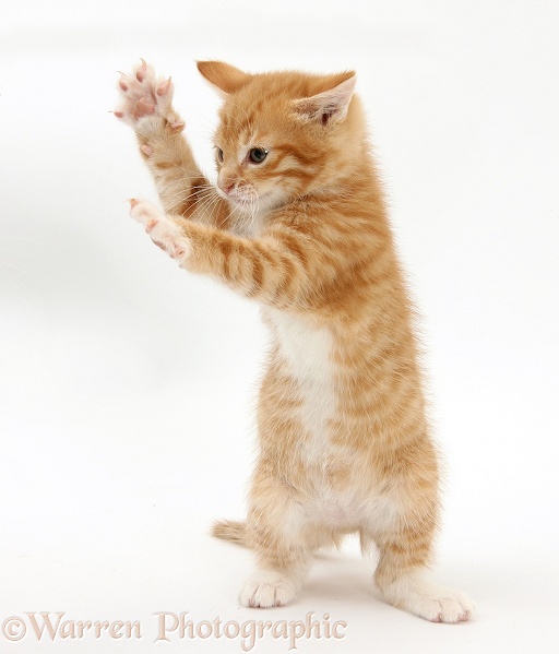 Ginger kitten, Tom, 7 weeks old, standing up and reaching out, white background