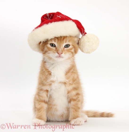 Ginger kitten, Tom, 7 weeks old, wearing a Father Christmas hat, white background