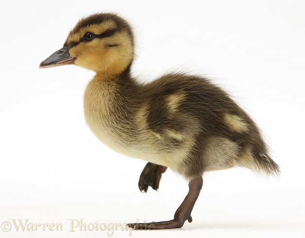 Mallard (Anas platyrhynchos) duckling, 1 week old, white background