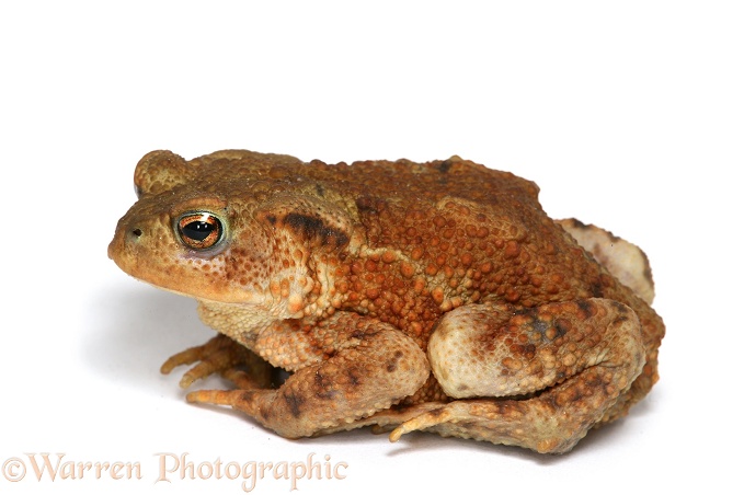 Common Toad (Bufo bufo), white background
