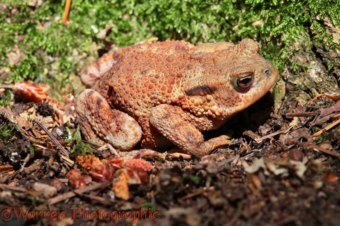 Common Toad (Bufo bufo) in dry woodland in summer