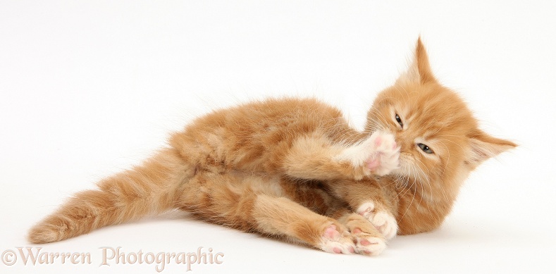 Ginger kitten, Butch, 7 weeks old, washing his foot, white background