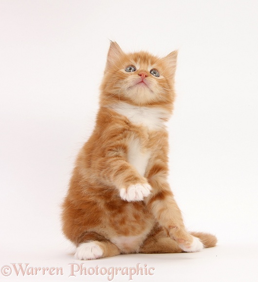 Ginger kitten, Butch, 6 weeks old, sitting with a paw raised, white background