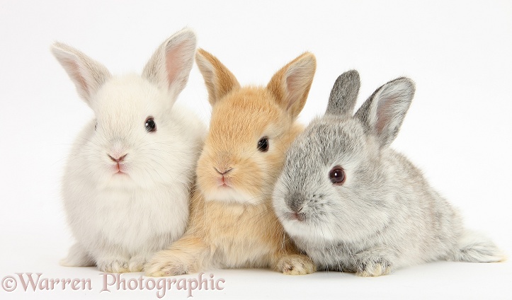 Baby Lop rabbits, white background