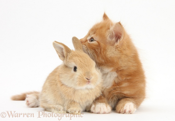 Ginger kitten, Butch, 7 weeks old, and baby sandy Lop rabbit, white background