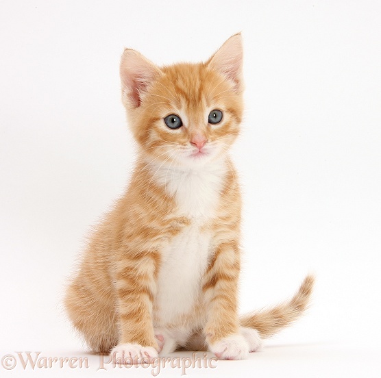 Ginger kitten, Tom, 6 weeks old, sitting, white background