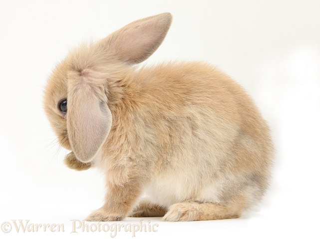 Baby Sandy Lop rabbit washing his paw, white background