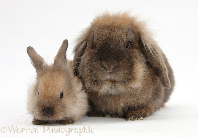 Lionhead-Lop rabbit and baby, white background