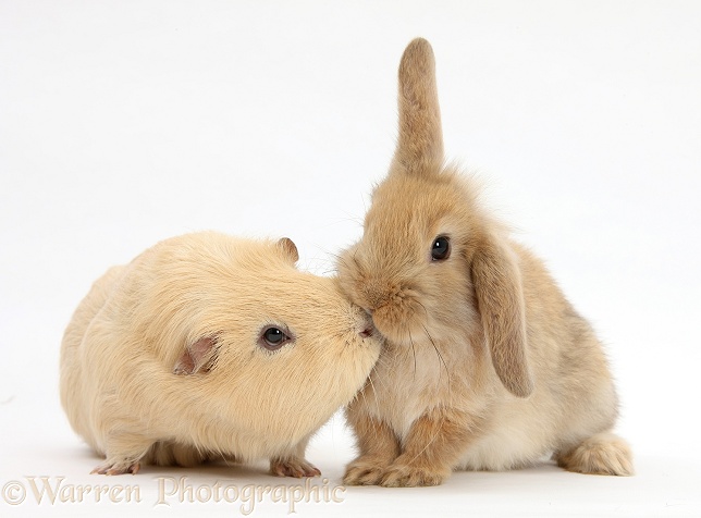 Yellow Guinea pig and baby Sandy Lop rabbit, white background