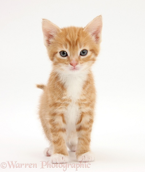 Ginger kitten, Tom, 6 weeks old, standing, white background