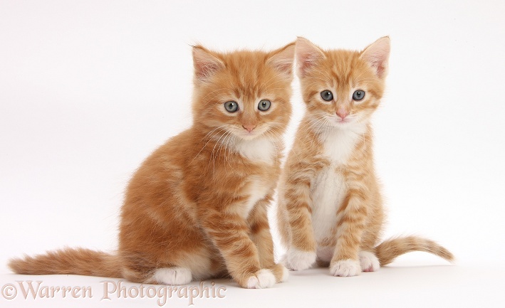 Two ginger kittens, Tom and Butch, 6 weeks old, white background