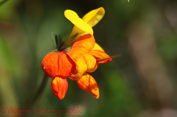 Birdsfoot Trefoil (Lotus corniculatus)