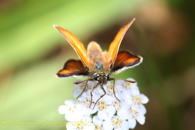Small Skipper Butterfly (Thymelicus sylvestris) on yarrow, showing definitive orange tipped antennae