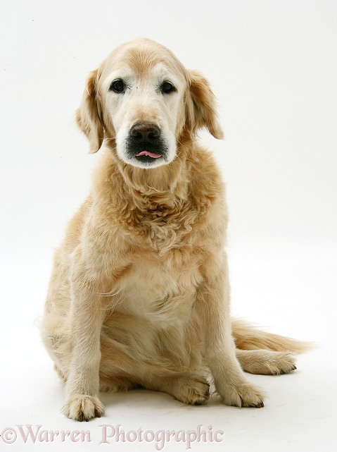 Elderly Golden Retriever bitch, Missy, 13 years old, white background